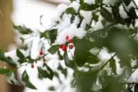 Top 10 der besten Winterpflanzen für Garten und Balkon image
