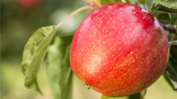 Apfelbäume im Garten – Eine reiche und leckere Ernte image