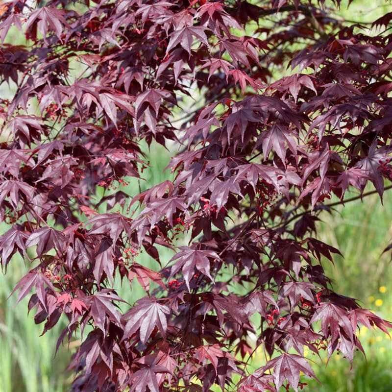 Acer palmatum Bloodgood F cherahorn Bloodgood Acer palmatum Bloodgood F cherahorn Bloodgood