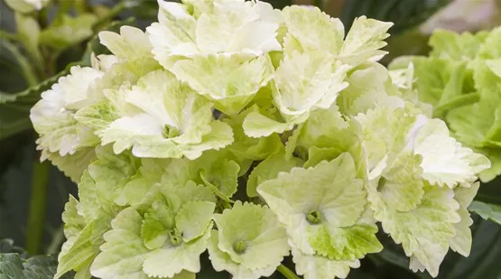 Hydrangea macrophylla 'Magical Noblesse'® (GS495613.jpg)