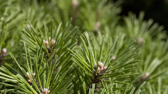 Pinus mugo 'Benjamin' (GS428873.jpg)