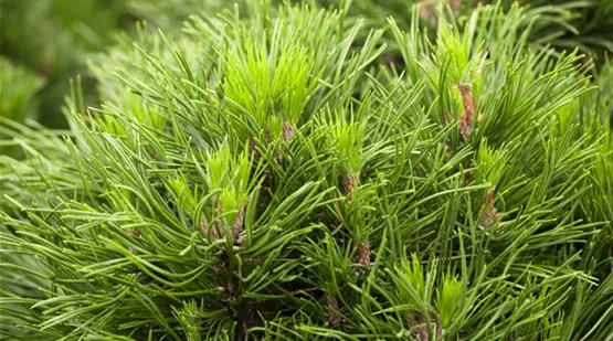 Pinus mugo 'Varella' (GS413699.jpg)