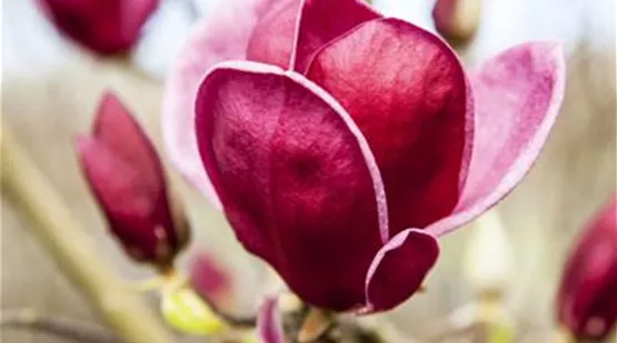 Magnolia 'Genie'® (GS476793.jpg)