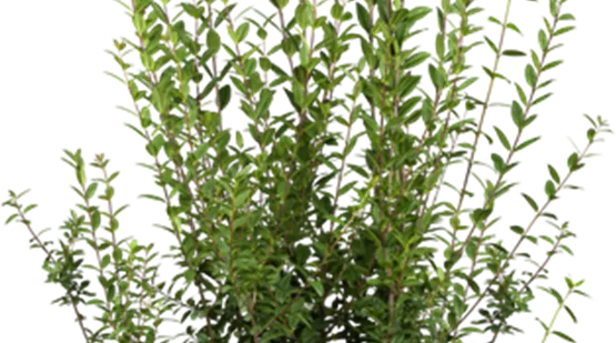 Ligustrum vulgare 'Atrovirens' (GS420198.png)
