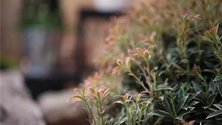 Japanisches Schattenglöckchen - Einpflanzen im Garten image