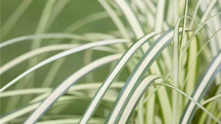 Carex – mehr als nur einfache Gräser image