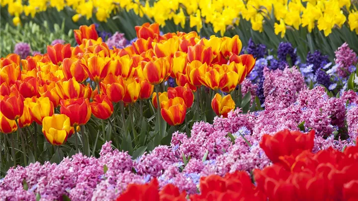 Bunter Frühling mit Blumenzwiebel und Co. – eine Übersicht image