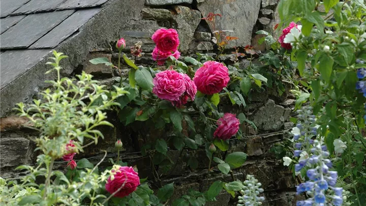 Rosenpflege – pflanzen, schneiden, düngen image