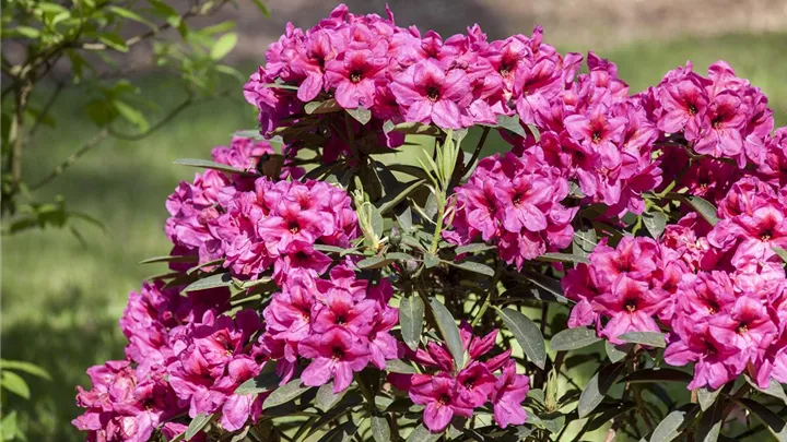 Der Rhododendron – der stilvolle Klassiker image