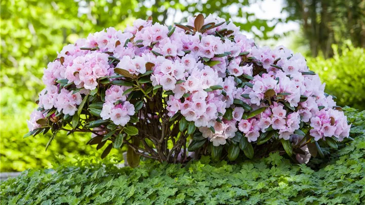 Der Rhododendron – der Strauch mit den prächtigen Blüten image