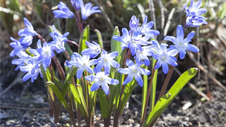 Blumenzwiebeln im Steingarten – So gelingt die Farbenpracht image