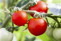 Alte Tomatensorten gibt es auch fürs Freiland image