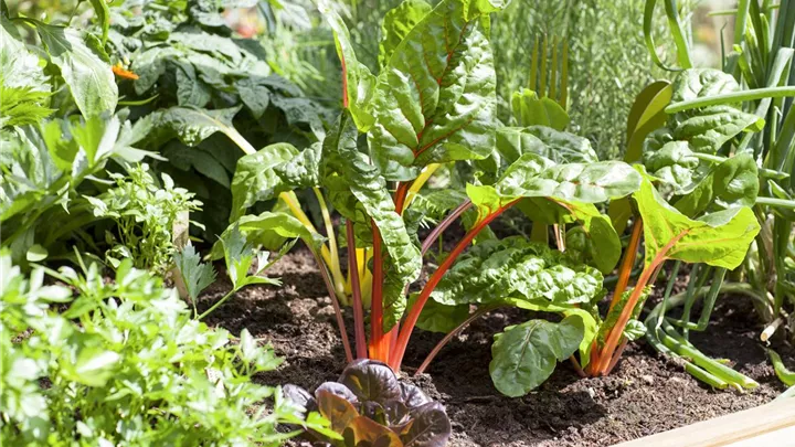 Frisches und leckeres Gemüse aus dem eigenen Garten image