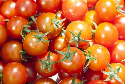 Die Tomate - Aroma, Schönheit und Genuss in eins image