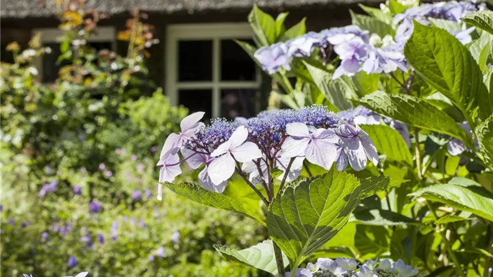 Hortensien überwintern – gesund durch die kalte Jahreszeit image