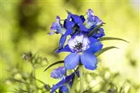 Blumenbeete in Blau und Violett image