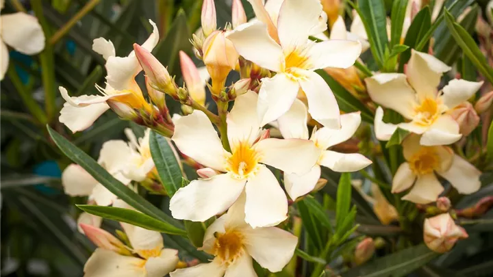 Oleander – Blütenpracht bei richtiger Pflege image