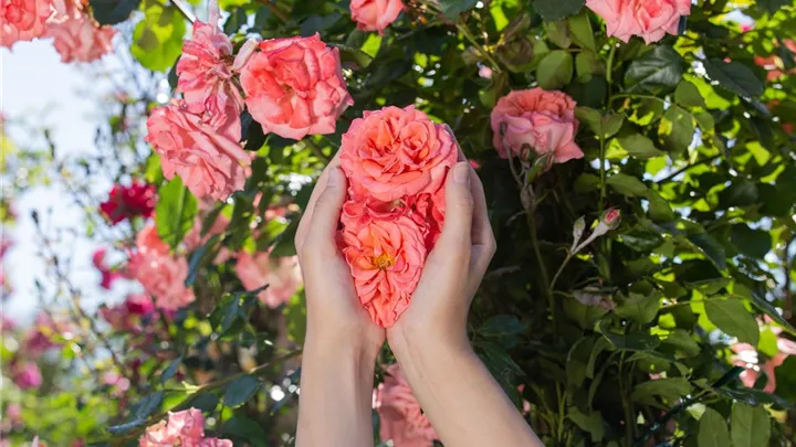 Die Rose – die Königin der Pflanzen für Balkon und Terrasse image