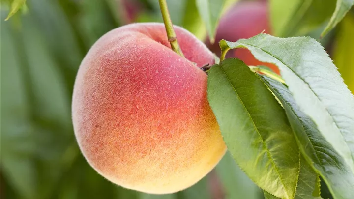 Leckere Snacks im Sommer – Pfirsich aus dem eigenen Garten image