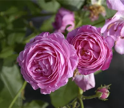 Rosa 'Louise Odier'