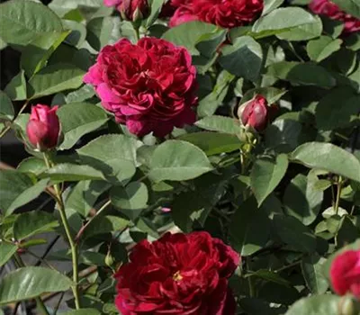 Rosa 'Darcey Bussell'®