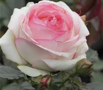 Rosa 'Eden Rose 85'®, Stamm