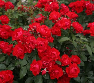 Rosa 'Black Forest Rose'®