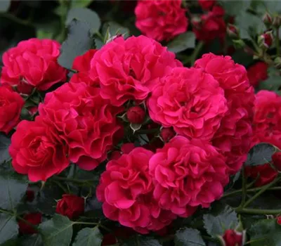 Rosa 'Gärtnerfreude'®