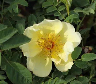 Rosa hugonis
