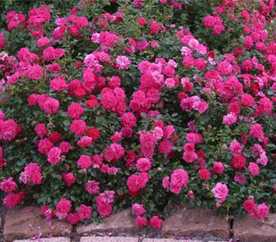 Rosa 'Knirps'®