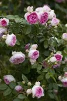 Kletterrose 'Mini Eden Rose'®