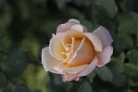 Edelrose 'Oh Happy Day'®