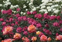 Edelrose 'Rose Gaujard'®