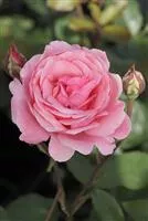 Beetrose 'Queen Elizabeth Rose'®