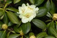 Yaku-Rhododendron 'Lucinda'