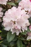 Yaku-Rhododendron 'Schneekrone'