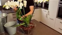 Orchidee - Einpflanzen in ein Gefäß image