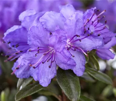 Rhododendron campylogynum var. myrtilloides 'Lilly Bell® Night'