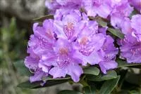 Rhododendron saluenense 'Lavendula'