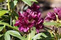 Rhododendron-Hybride 'Polarnacht'