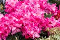 Rhododendron 'Caruso'®