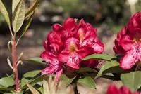 Rhododendron-Hybride 'Junifeuer'