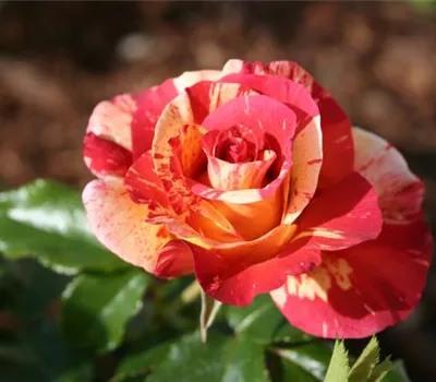 Rosa 'Alfred Sisley'®