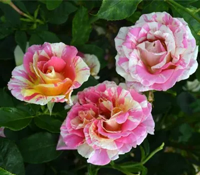 Rosa 'Claude Monet'®