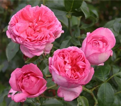 Rosa 'La Rose de Molinard'®