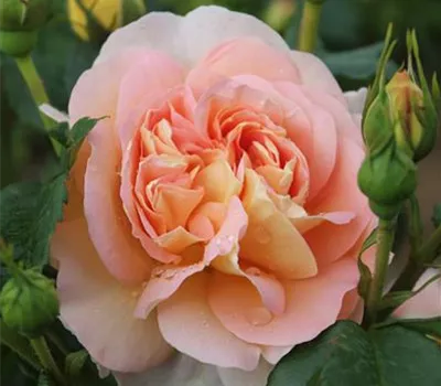 Rosa 'Amélie Nothomb'®