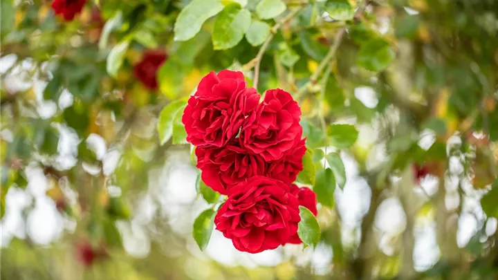 Einen Rosengarten gestalten – Hübsche Blüten überall image
