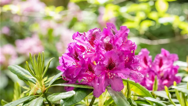 Gartengestaltung mit Rhododendren – So entsteht ein Blütenmeer image