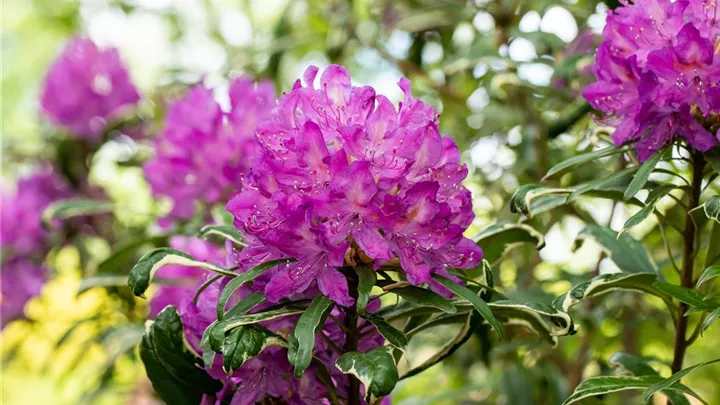 Immer gut in Form – Rhododendron zurückschneiden image