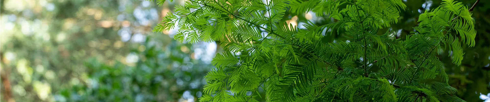Metasequoia glyptostroboides Metasequoia glyptostroboides